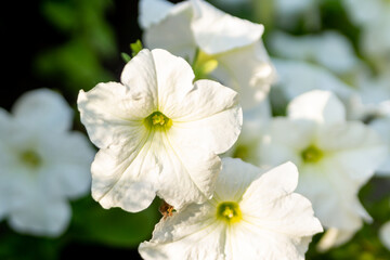 Obraz na płótnie Canvas White petunias in the summer garden