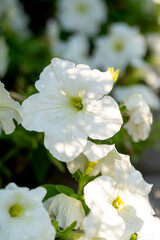 White petunias in the summer garden