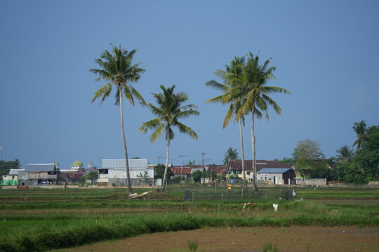 The atmosphere of rice fields that have just been planted with rice in the countryside