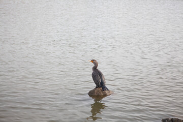 Double crested cormorant on rock, San Jose California