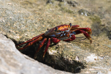 Red Sally Lightfoot Crab (Grapsus grapsus) on rock at the beach in Aruba. 
