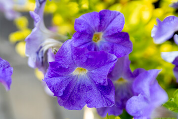 Purple petunias in the summer garden