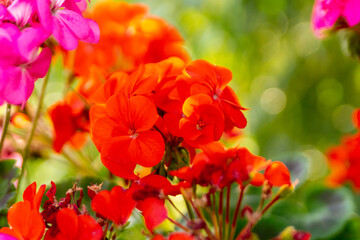 Blooming geraniums in the summer garden