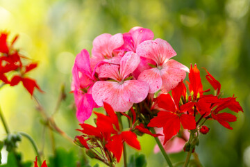 Blooming geraniums in the summer garden