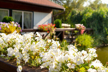 Fototapeta na wymiar White petunias in the garden against the background of a summer house