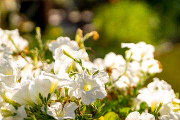 White petunias in the garden against the background of a summer house