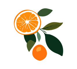Orange hand drawn illustration vector fruit graphic asset