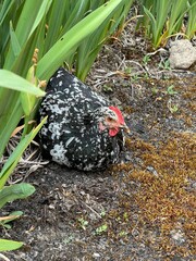 Hen Laying