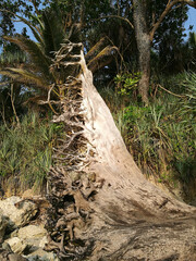A large old tree that fell on the beach