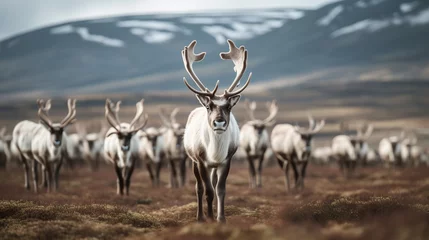 Fotobehang reindeer looking for food in iceland © nomesart