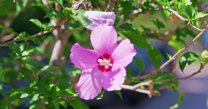 Pink hibiscus grows on bush in city tropical botanical garden at resort. Bush of pink hibiscus swayed by summer breeze attracts tourists