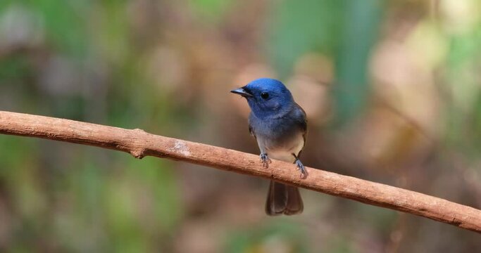 Black-naped Monarch or Black-naped Blue Flycatcher Hypothymis azurea, Thailand