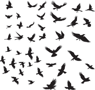 Flying birds black silhouettes on white background