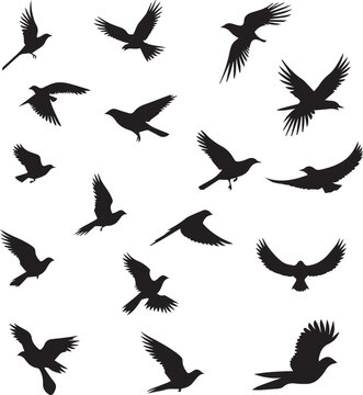 Flying birds black silhouettes on white background