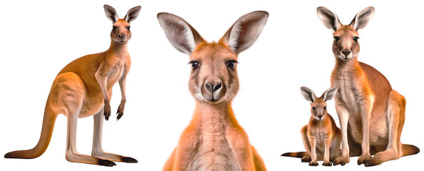 Kangaroo set. Close-up portrait of a kangaroo. Mother kangaroo with her baby. Full-length kangaroo in semi-profile. Isolated on a transparent background.