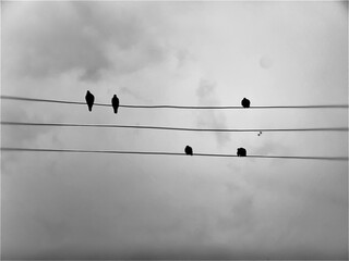 Birds landing on high voltage electrical wires, blurred background