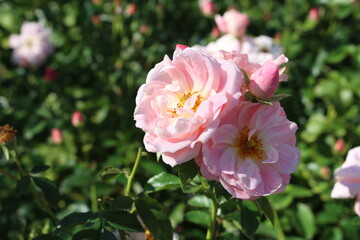 ピンクのバラの花