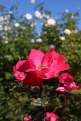 Obraz premium 赤いバラの花