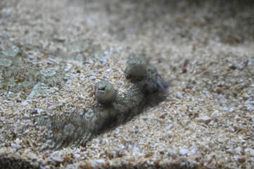 European flounder in the sand on the bottom of the sea. Close up of fish eyes. Flatfish in the water. Camouflaged fish. 