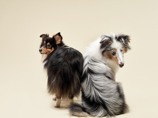 Two alert herding dogs, a Sheltie and a Collie, pose back-to-back against a neutral backdrop