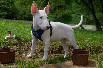 postura de un perro alerta mientas es cachorro
