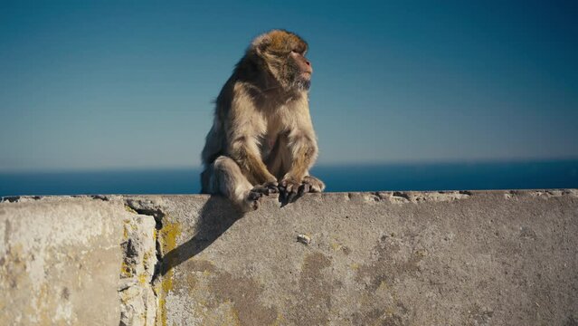 Gibraltar apes rest on the wall