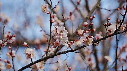 Plum blossom