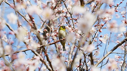 Japanese white-eye