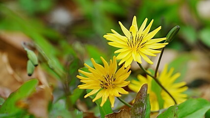 yellow  flower