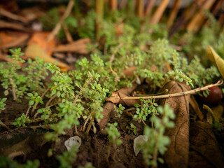 mini forest consisting of small wild plants in the yard of the house