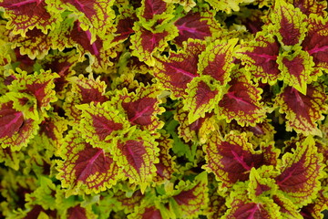 Miana, iler or Coleus atropurpureus is a shrub plant as well as an ornamental plant. The leaves are efficacious as a remedy for hemorrhoids, ulcers, puerperal fever, ear inflammation. Coleus. 