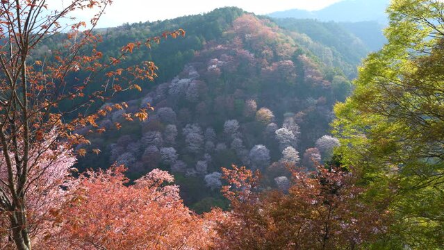Cherry blossom on Mount Yoshino Shimosenbon area in the morning
