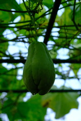 Chayote, also known as mirliton and choko, is an edible plant belonging to the gourd family, Cucurbitaceae. Sechium edule. Labu Siam or Jipang is vines.