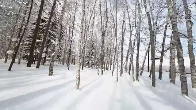 일본 홋카이도 넓은 평야에 흰눈이 덮여있고 자작나무들이 우뚝 솟아있는 드론 촬영 영상