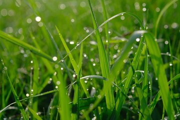 sparkling morning dew on the green grass. blurred image of dew or raindrops. natural background.