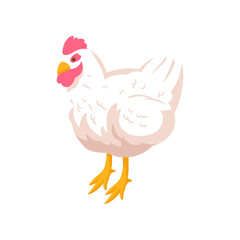 Vector chicken illustration on white background