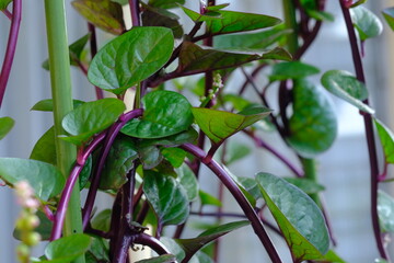 Binahong or piahong or piahong is a medicinal plant that grows in the lowlands and highlands and...