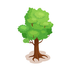 Vector trees illustration on white background