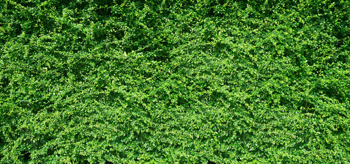 Green leaves background or the naturally walls texture Ideal for use in the design fairly