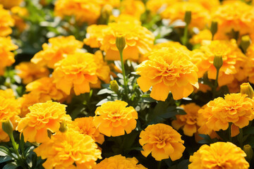 Green blossom flowers yellow marigold nature gardening