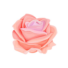 Vector blooming rose on the white background