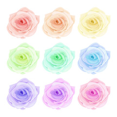 Vector blooming rose illustration on the white background