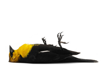 dead bird on white background of the species Xanthocephalus xanthocephalus, dead bird concept