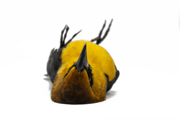 dead bird on white background of the species Xanthocephalus xanthocephalus, dead bird concept