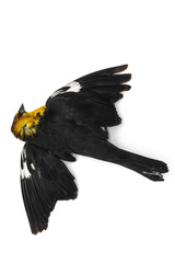 dead bird on white background of the species Xanthocephalus xanthocephalus, dead bird concept