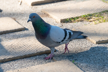 domestic Asian rock pigeon bird of the species 