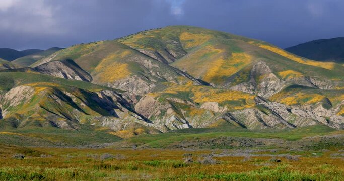 Rolling hills at Carrizo national monument during spring time, with wildflower bloom. panning shot.
