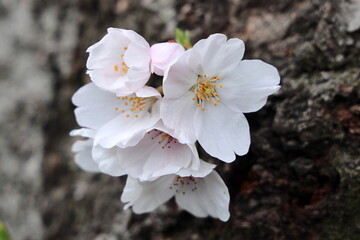 tree blossom