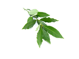 Fresh bay leaves isolated on white background.