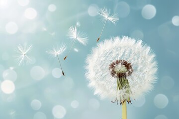 Dandelion with seeds blowing in the wind